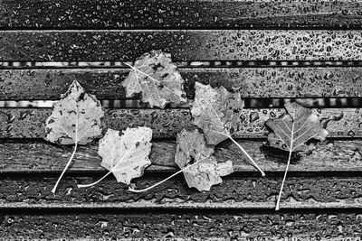 High angle view of dry leaves on railroad track