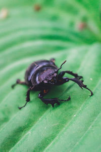 Close-up of insect on leaf