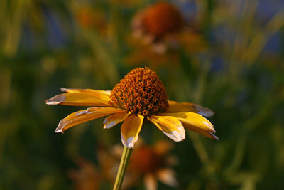 Close-up of yellow flower