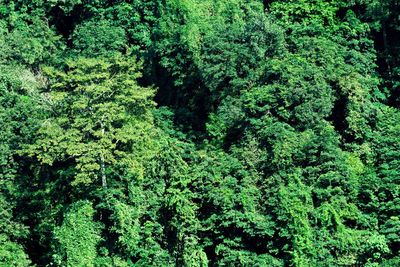 View of lush trees in forest