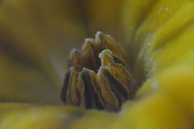 Macro shot of leaf