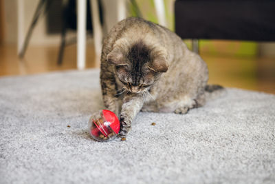 Cat playing with special ball dispenser with kibble inside that slowly drops out when cat pushes it. 