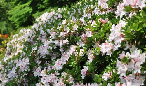 Close-up of white flowering plants