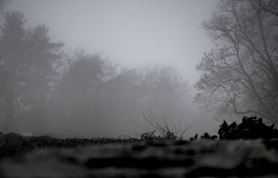 Silhouette trees on field against sky during foggy weather
