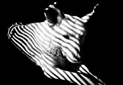 Close-up of hands over black background