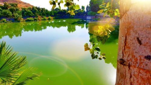 Reflection of trees in lake