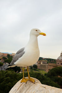 Close-up of seagull perching on rock