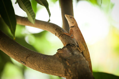 Close-up of a lizard on branch