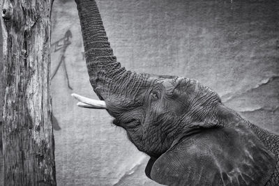 Close-up of elephant looking up