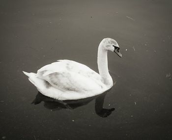 Two swans swimming in lake