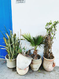 Close-up of potted plant against wall