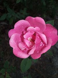 Close-up of pink rose