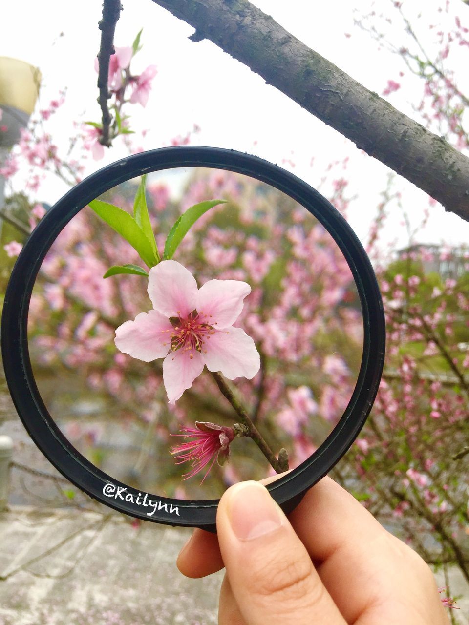 flower, person, freshness, fragility, holding, part of, cropped, pink color, petal, focus on foreground, close-up, flower head, growth, beauty in nature, nature, personal perspective, human finger