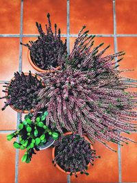 Close-up of potted plant at home