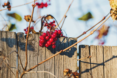 Red viburnum berries on the bush by the old wooden fence
