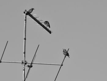 Low angle view of bird perching on power line