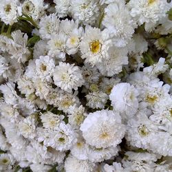 Full frame shot of white flowers