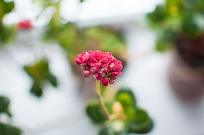 Bright pink autumn floral heads of succulent sedum or hylotelephium spectabile