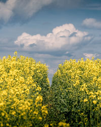 Scenic view of oilseed rape field against sky