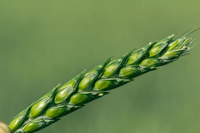 Green wheat in