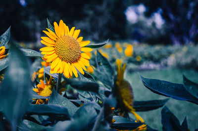 Close-up of yellow sunflower on plant