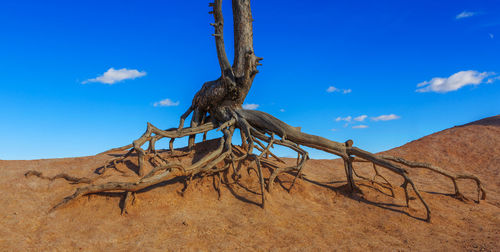 Dead tree on desert against blue sky