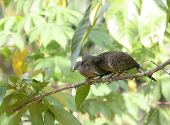 Couples of spotted doves bird at the trees