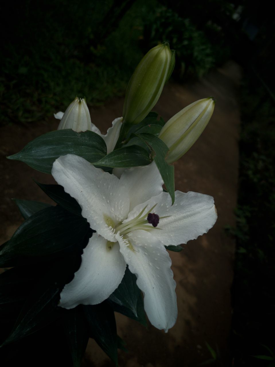 CLOSE-UP OF WHITE FLOWER PLANT