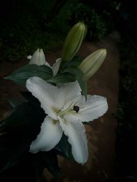 Close-up of white flowering plant