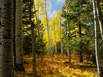 Pine trees in forest during autumn