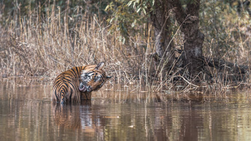 View of drinking water from lake