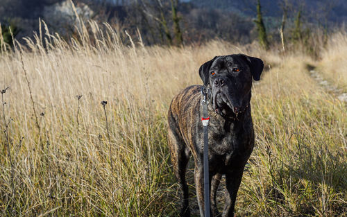 Portrait of dog sitting on field