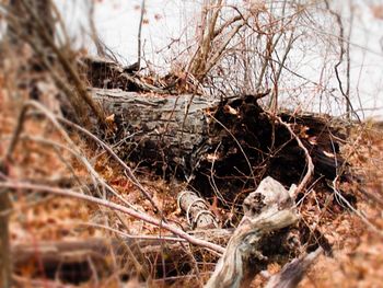 Close-up of dead bird in nest