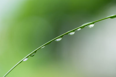 Close-up of water drops on plant