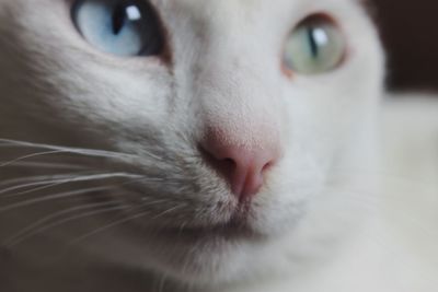 Close-up portrait of cat