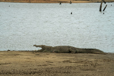 Crocodile resting at the lake in udawalawa national park, sri lanka