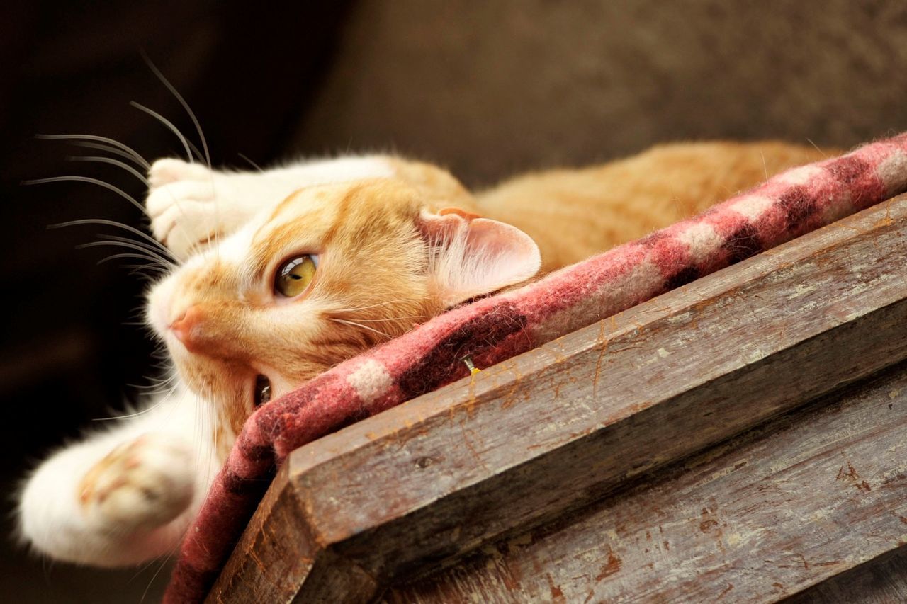 animal themes, one animal, mammal, domestic cat, domestic animals, pets, feline, cat, focus on foreground, whisker, wood - material, close-up, relaxation, portrait, selective focus, looking at camera, sitting, wooden, outdoors