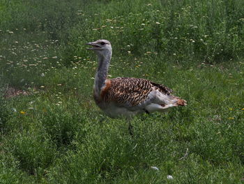 Close-up of ducks on grassy field