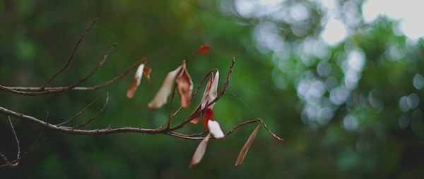 Close-up of leaves on branch