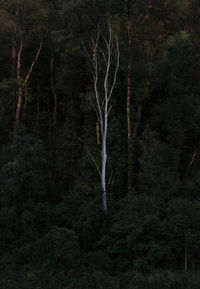 Bare trees in forest at night