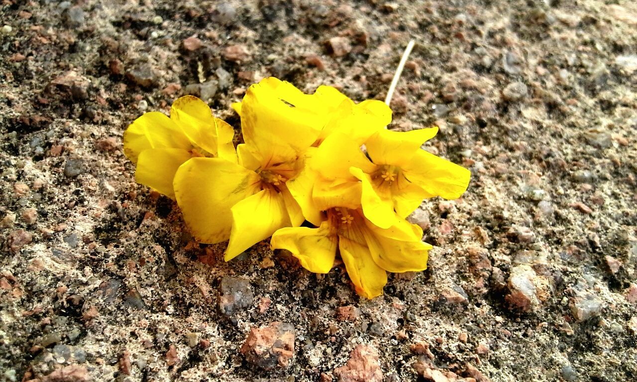 flower, yellow, petal, fragility, flower head, high angle view, single flower, freshness, nature, close-up, beauty in nature, growth, blooming, plant, day, pollen, no people, ground, outdoors, directly above