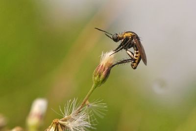 Close-up of insect on flower