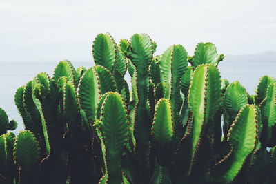 Close-up of cactus plants against sky