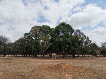 View of trees on field against sky