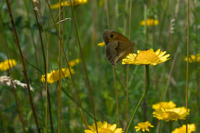 Butterfly on a yellow flower