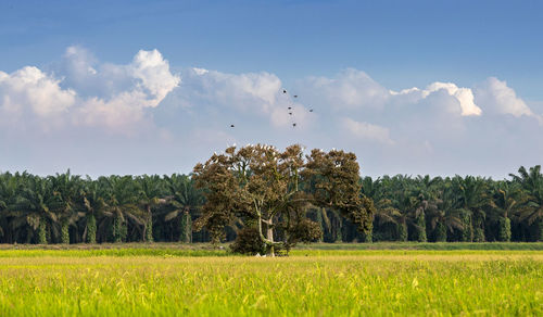 Scenic view of agricultural field against sky