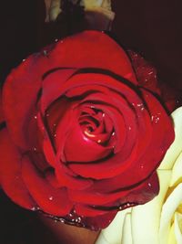 Close-up of red rose