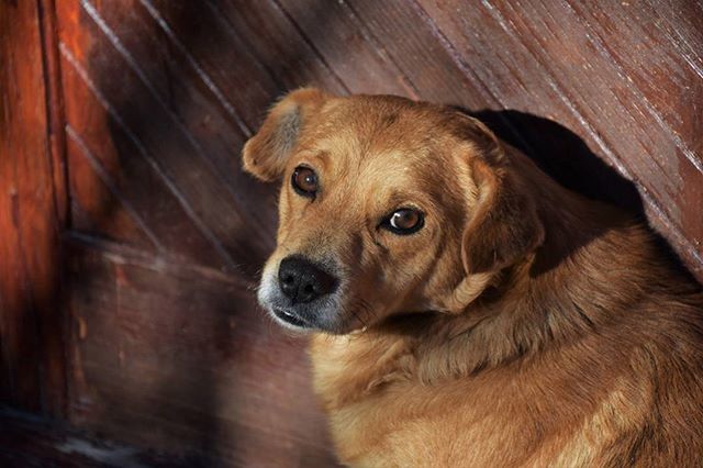 animal themes, one animal, pets, indoors, domestic animals, mammal, dog, portrait, looking at camera, brown, close-up, animal head, relaxation, flooring, no people, wood - material, high angle view, floor, home interior, hardwood floor