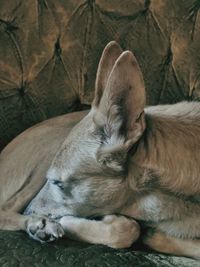 Close-up of a dog sleeping