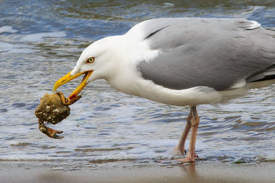 Birds in water